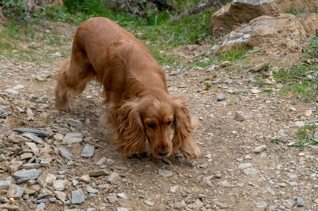 Niedliches Hündchen-Cockerspaniel-Porträt, das Sie im Hof anschaut