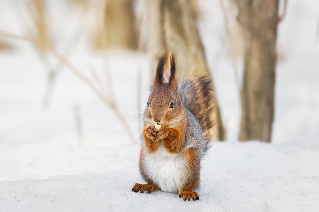 Foto niedliches junges eichhörnchen auf baum mit ausgestreckter pfote vor verschwommenem winterwald im hintergrundx9