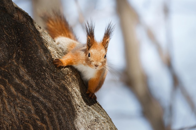 Niedliches junges Eichhörnchen auf Baum mit ausgestreckter Pfote vor verschwommenem Winterwald im Hintergrundx9