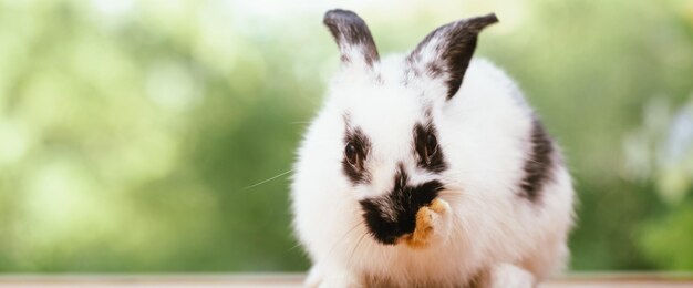 Niedliches Kaninchen auf Frühlingsnatur im Freien mit Wiesengras im Bauernhof Wildtiere Haustier im Sommer Ostern Konzept Säugetier Garten und Häschen Nagetier mit flauschigen und Hasen mit langen Ohren und braunem Fell