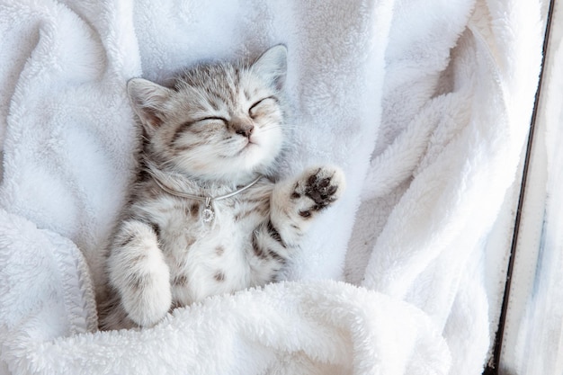 Niedliches kleines blaugraues britisches Kätzchen, das in einer weißen, karierten Decke schläft Konzept der entzückenden Haustiere