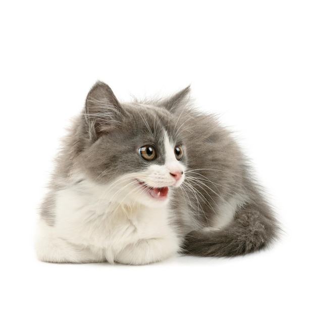 Niedliches kleines graues und weißes, miauendes, flauschiges Kätzchen isoliert auf weißem Hintergrund