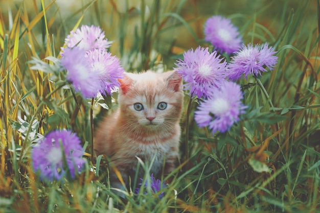 Niedliches kleines rotes Kätzchen, das in Blumen auf dem Gras sitzt