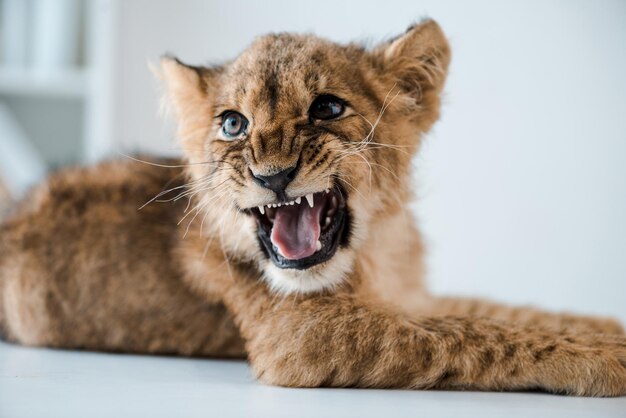 Niedliches Löwenjunges knurrt, während es in der Tierklinik auf dem Tisch liegt