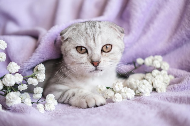 Niedliches Scottish Fold-Kätzchen mit weißen Blumen auf einer lila Decke