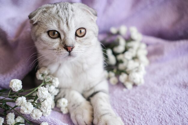 Niedliches Scottish Fold-Kätzchen mit weißen Blumen auf einer lila Decke