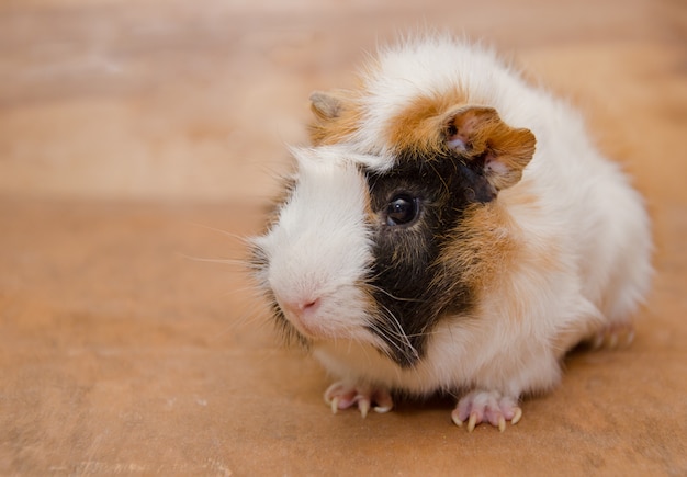 Niedliches weißes und braunes abyssinisches Meerschweinchen.