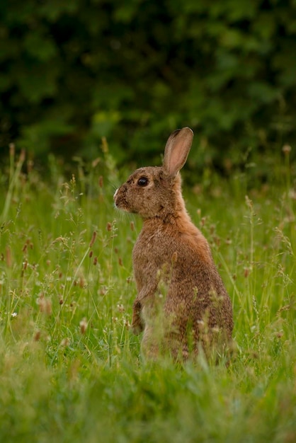Niedliches wildes braunes Kaninchen, das an einem sonnigen Frühlingstag auf der grünen Wiese spaziert, entzückendes wildes Kaninchen im