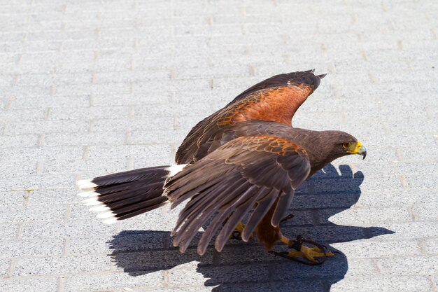 niedrig fliegender Adler