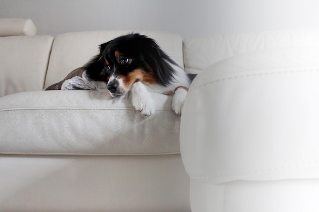 Niedrige Aufnahme eines Hundes, der auf dem Sofa entspannt