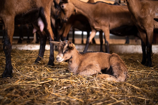 Niedrige Winkelansicht des niedlichen Ziegenkindes an der Farm