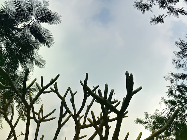 Niedrige Winkelsicht des Baum-Schattenbildes gegen bewölkten Himmel