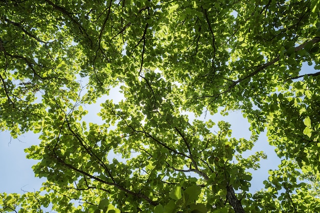 Niedrige Winkelsicht des Waldes und des Blattes mit Sunbeam für natürlichen Hintergrund