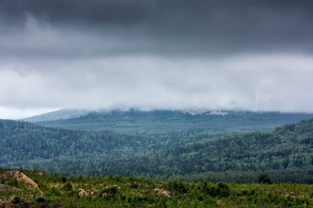 Niedrige Wolken in einem Bergwald