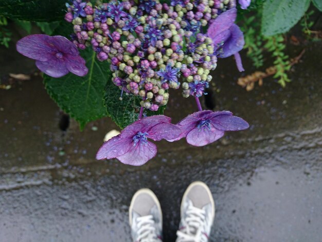 Niedriger Abschnitt einer Person, die während der Regenzeit bei nassen Blumen steht