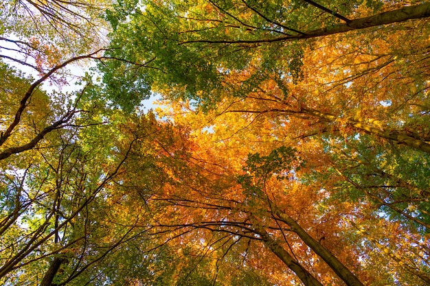 Niedriger Blick auf die Natur des herbstlichen Waldes Waldnatur in der Herbstsaison Herbstwald mit niemandem