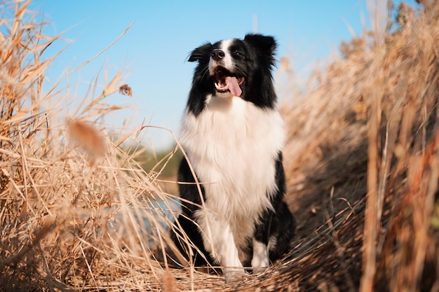 Niedriger Blick auf einen Hund, der inmitten von Pflanzen sitzt