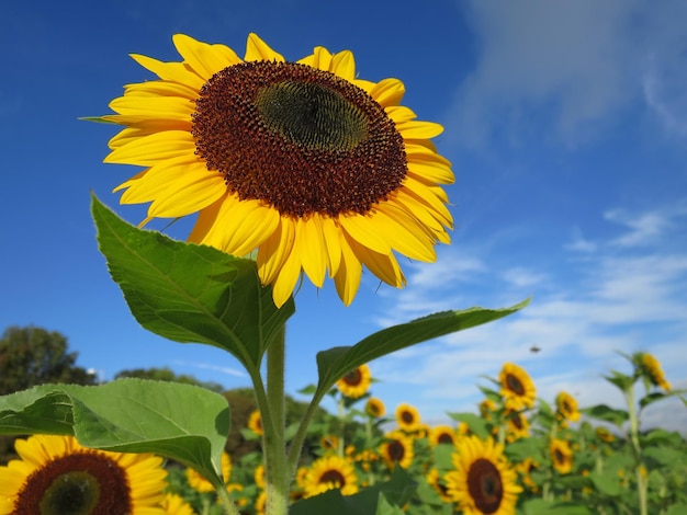 Niedriger Blickwinkel auf das Sonnenblumenfeld vor dem Himmel