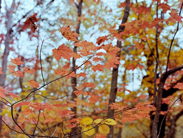 Foto niedriger blickwinkel auf den herbstbaum