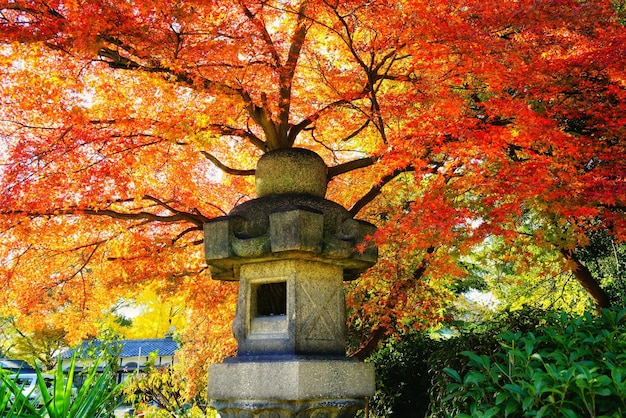 Niedriger Blickwinkel auf einen Ahornbaum im Park im Herbst