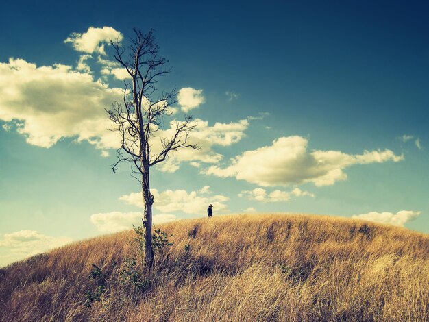 Foto niedriger blickwinkel auf einen nackten baum auf einem grasbewachsenen hügel gegen einen bewölkten himmel