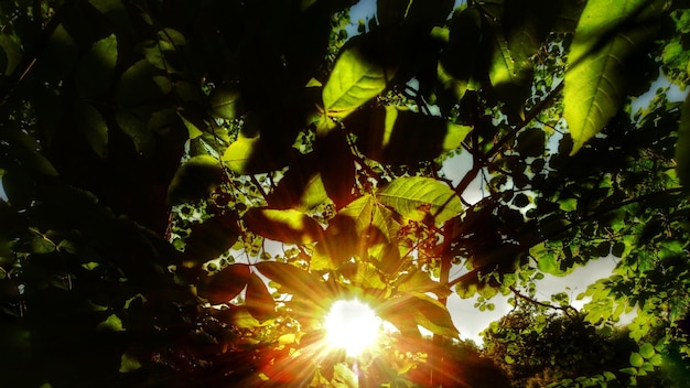 Niedriger Blickwinkel auf frischen grünen Baum vor dem Himmel