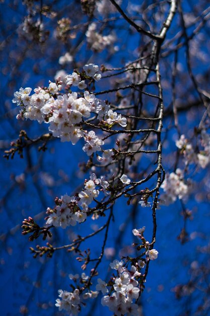 Foto niedriger blickwinkel auf kirschblüten im frühling