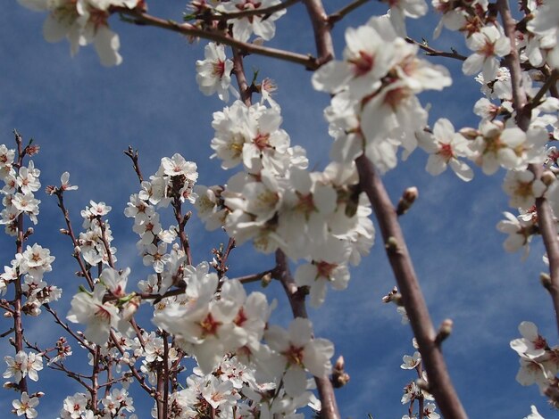 Niedriger Blickwinkel auf Kirschblüten im Frühling