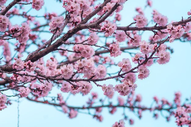 Niedriger Blickwinkel auf Kirschblüten