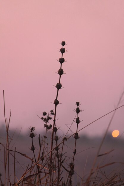 Foto niedriger blickwinkel der rosa blühenden pflanze gegen den himmel während des sonnenuntergangs