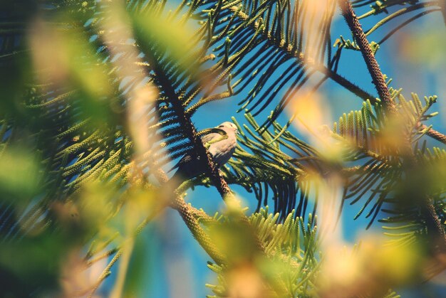 Foto niedriger vogelwinkel