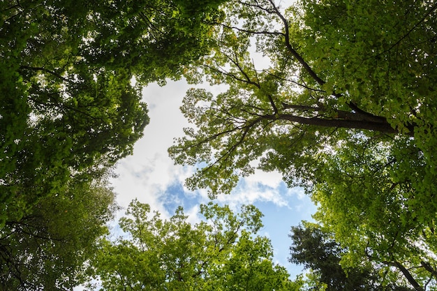 Niedriger Weitwinkel-Baldachin im grünen Wald, Blick nach oben auf die Baumwipfel mit grünem Laub und blauem Himmel