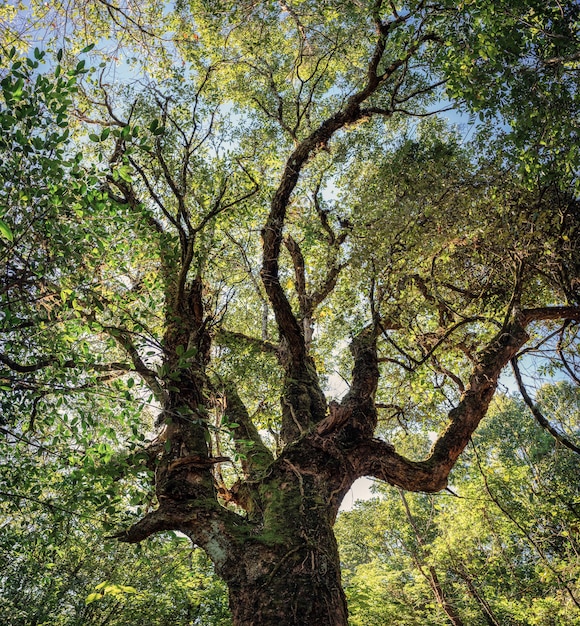 Niedriger Winkel des großen grünen Baumes mit Zweig und Sonnenlicht im Regenwald am Nationalpark