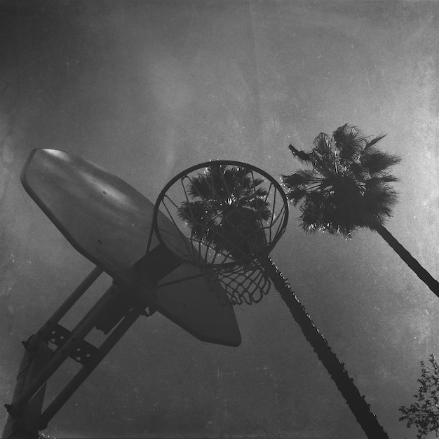 Foto niedrigwinkelansicht auf basketballhops und palmen