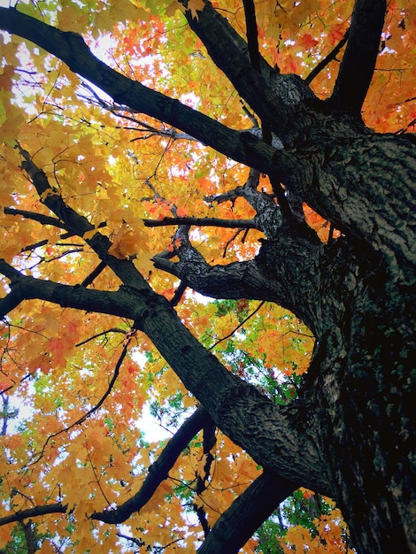 Niedrigwinkelansicht auf Herbstbäume