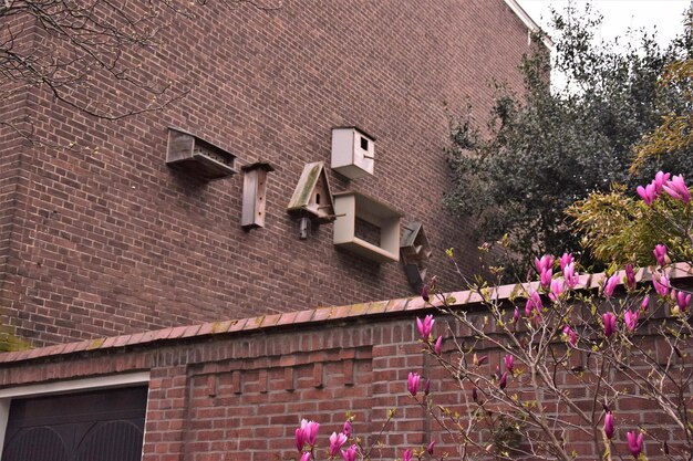 Foto niedrigwinkelansicht auf rosa blühende bäume und gebäude