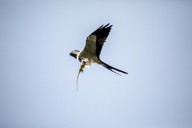 Foto niedrigwinkelansicht auf vogeljagd vor klarem himmel