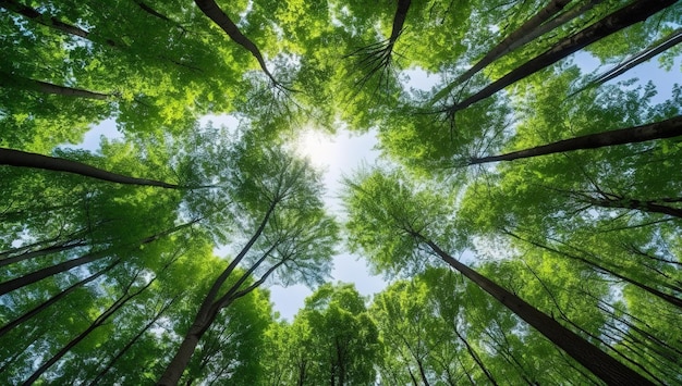 Niedrigwinkelansicht der Bäume im Wald