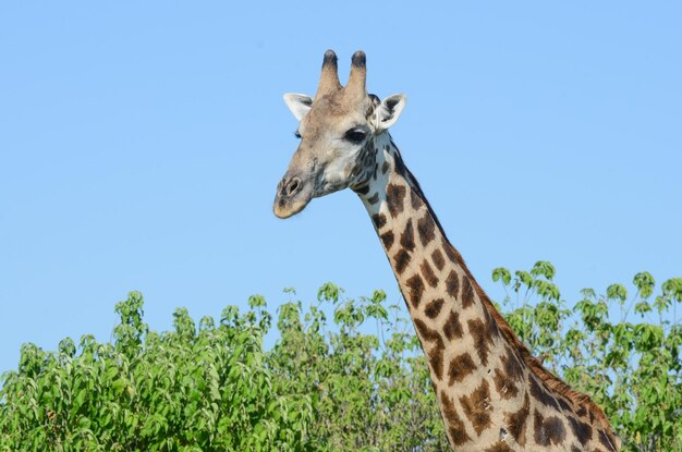 Foto niedrigwinkelansicht der giraffe vor klarem blauen himmel