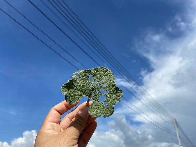 Foto niedrigwinkelansicht der handpflanze gegen den himmel