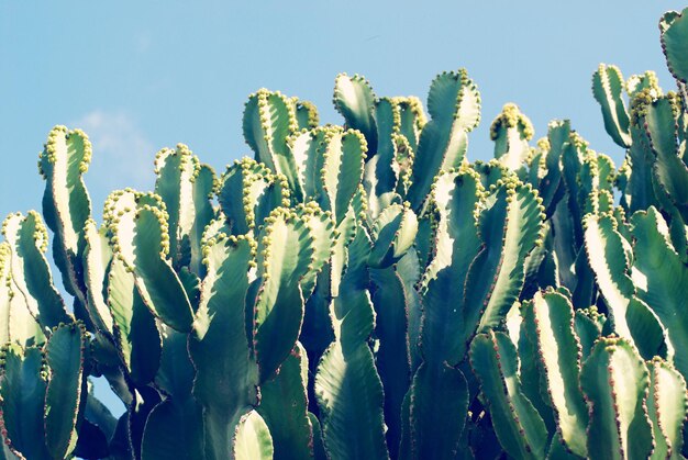 Foto niedrigwinkelansicht der kaktuspflanze vor dem blauen himmel