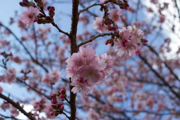 Foto niedrigwinkelansicht der kirschblüte