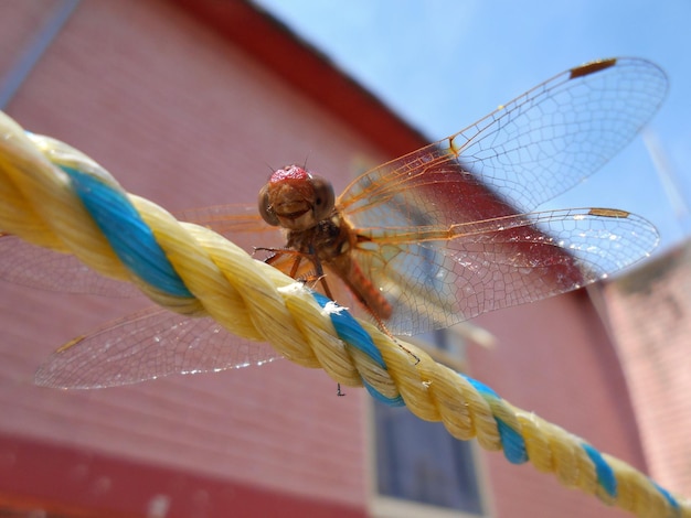 Foto niedrigwinkelansicht der libelle auf dem seil