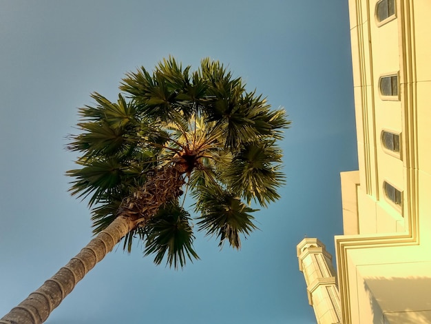 Foto niedrigwinkelansicht der palme in der moschee vor klarem blauen himmel