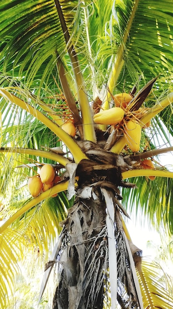 Foto niedrigwinkelansicht der palme