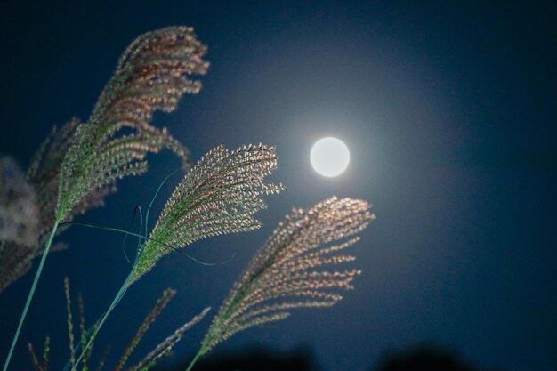 Foto niedrigwinkelansicht der pflanze gegen den himmel bei nacht