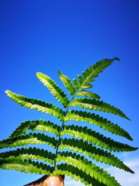 Foto niedrigwinkelansicht der pflanze vor blauem himmel