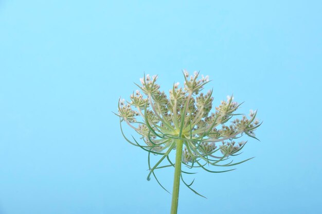 Niedrigwinkelansicht der Pflanze vor blauem Himmel