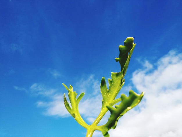 Foto niedrigwinkelansicht der pflanze vor blauem himmel