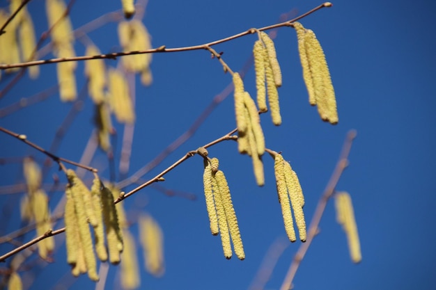 Foto niedrigwinkelansicht der pflanze vor blauem himmel